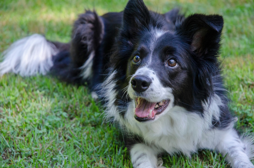 Happy dog relaxing on the grass
