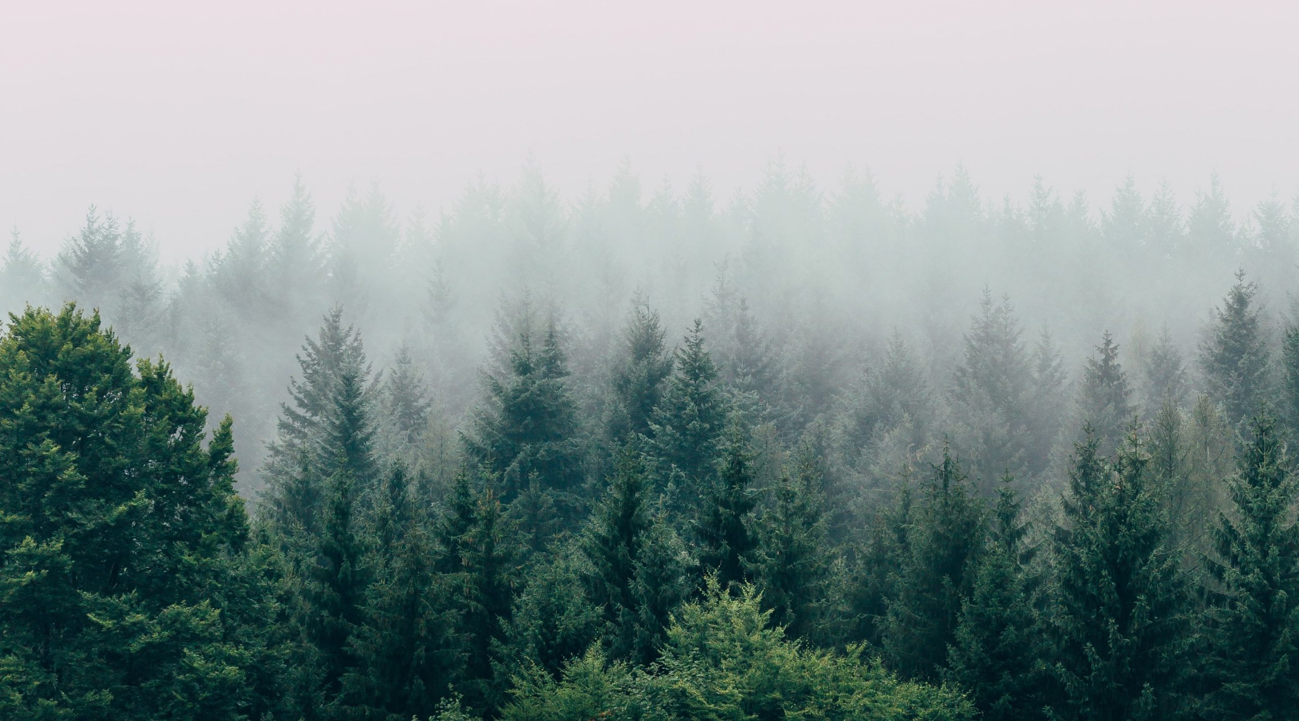 Northern Idaho forest scenery